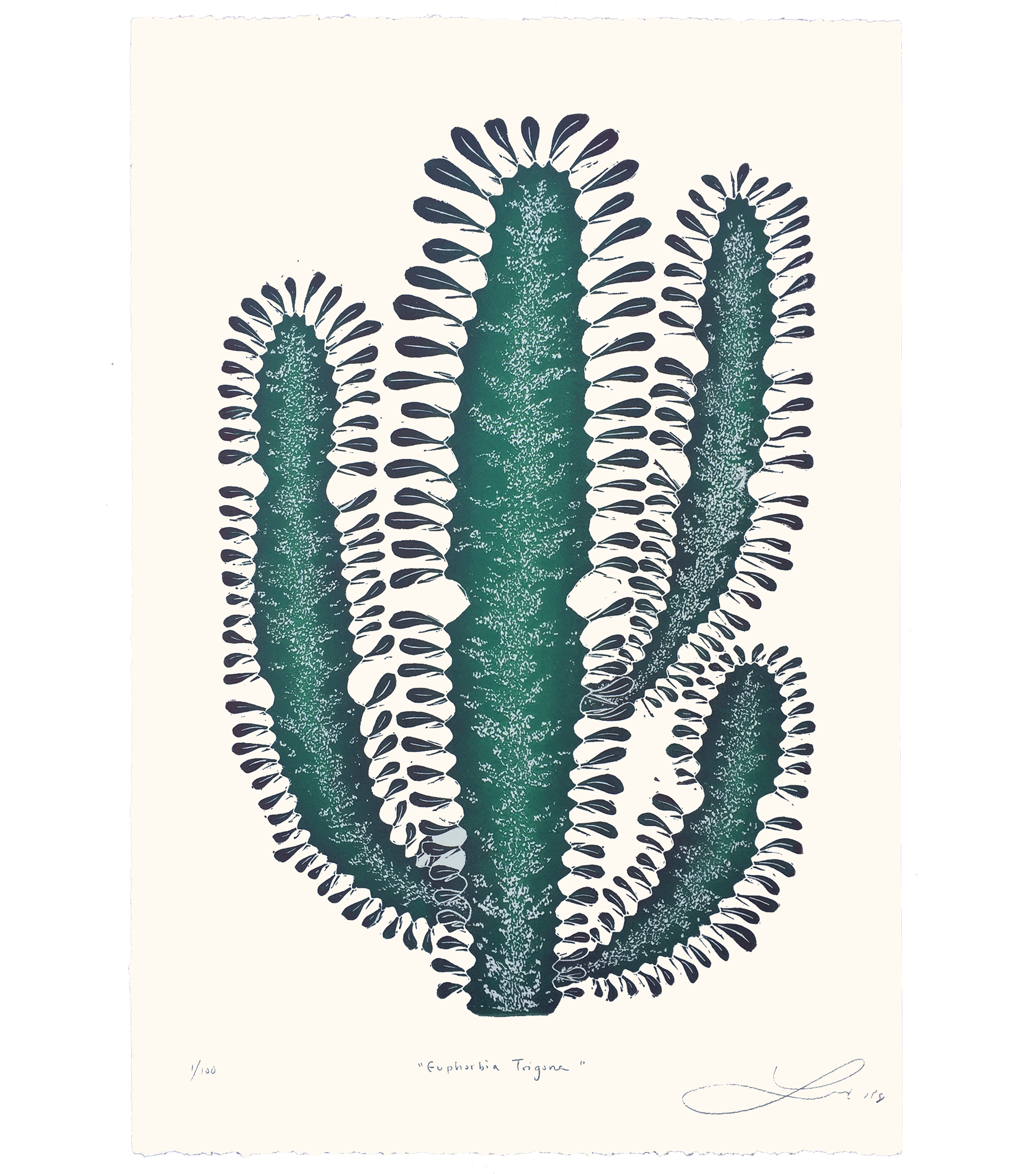 Euphorbia Trigona aka African Milk Tree