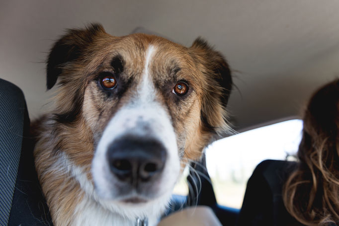 Benny's First Road Trip