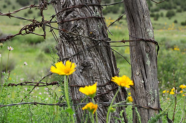 437 Barbed Wire.jpg