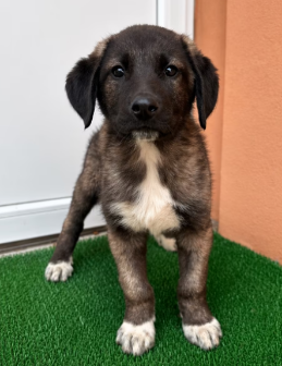 Screenshot 2026-04-24 210349_edited.png