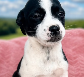 Bella.png