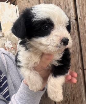 Screenshot 2026-04-13 124732_edited.png