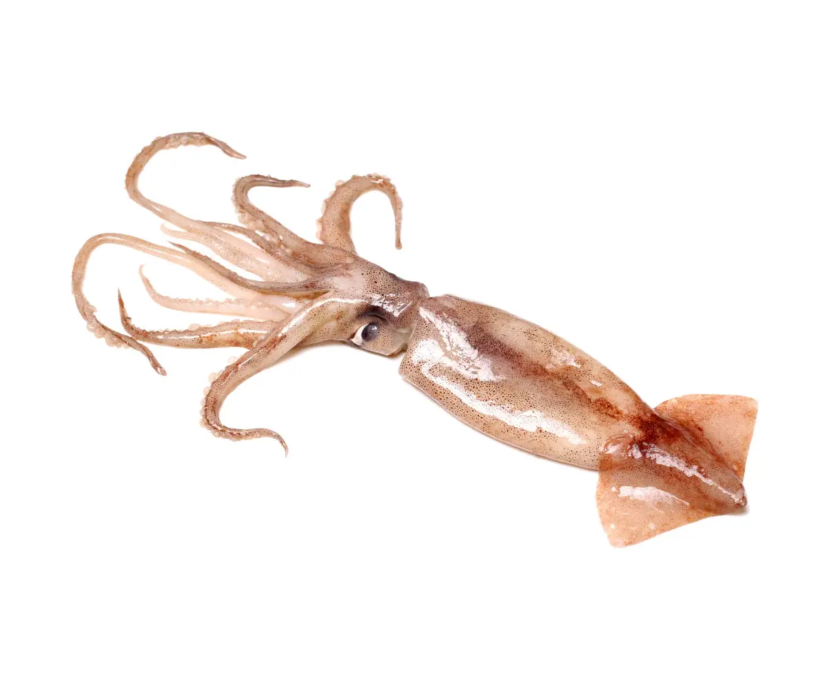 หมึกหอมใหญ่ ขนาด 700-850 กรัม แช่แข็ง