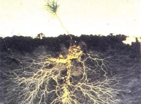 root_edited.jpg