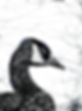 canada goose 24.png