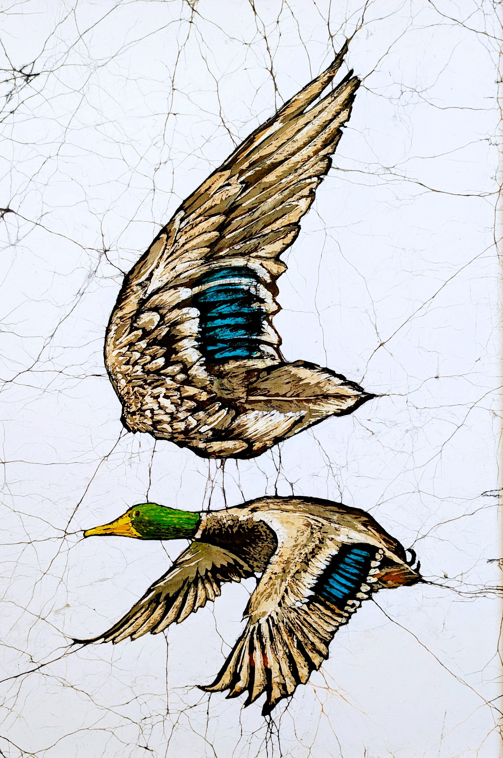 Mallard Drake Study