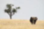 serengeti.jpg