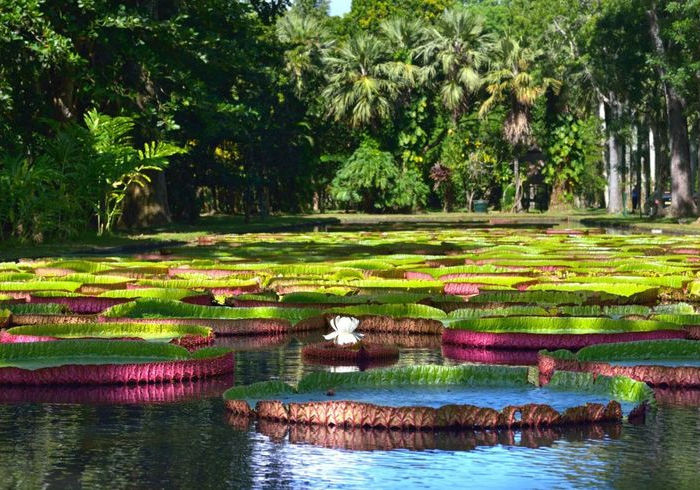 Pamplemousses Botanical Garden