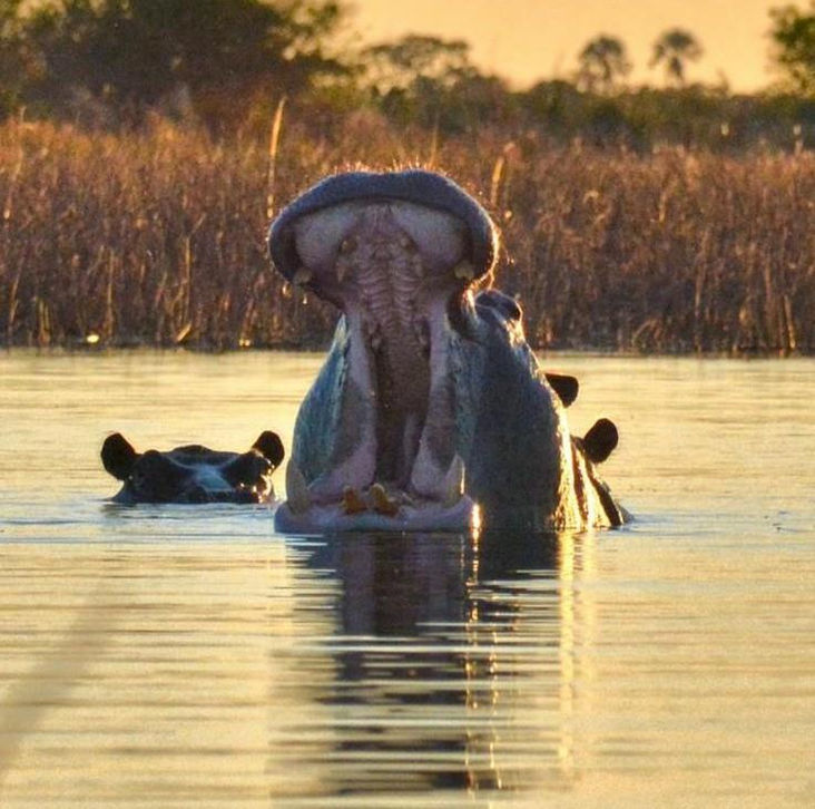 Moremi Game Reserve