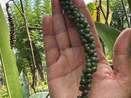 Black Pepper: Very Useful Essential Oil