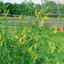 Sweet Clover