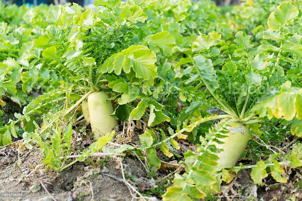 Daikon Radish