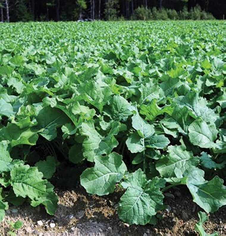 Forage Rapeseed