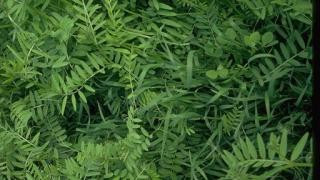 Woolly Pod Vetch