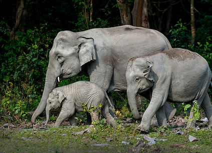 Elephant Pic.jpeg