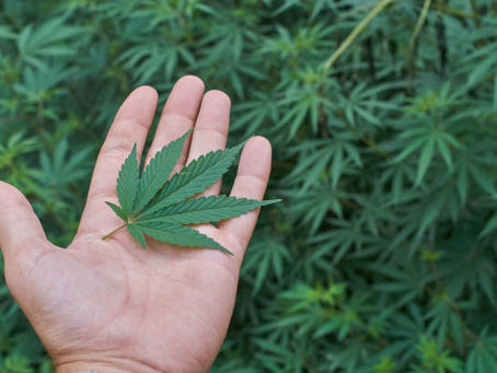 Why is Gautham Chidambaram transforming Passion Farms into leading cannabis brand