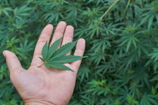 Why is Gautham Chidambaram transforming Passion Farms into leading cannabis brand