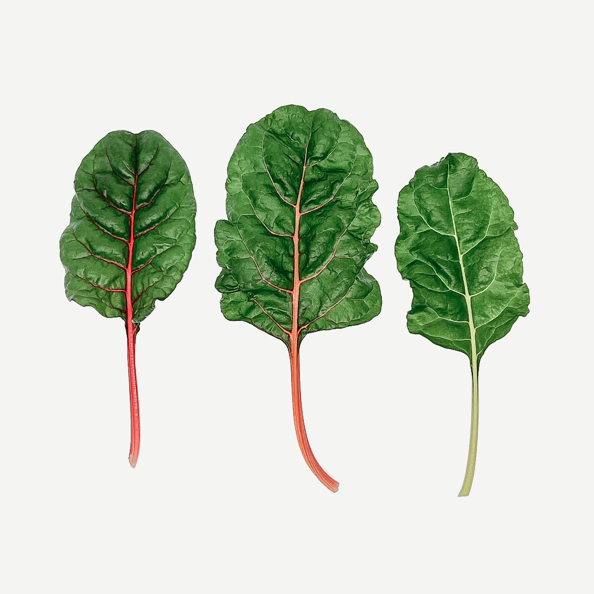 Swiss Chard (100g)