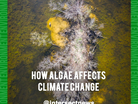 Algae: A Key Player In the Fight Against Climate Change
