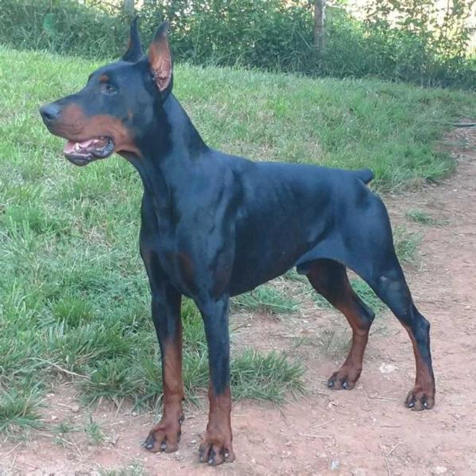 South Paw's Doberman AKC European Doberman puppiesAtlanta