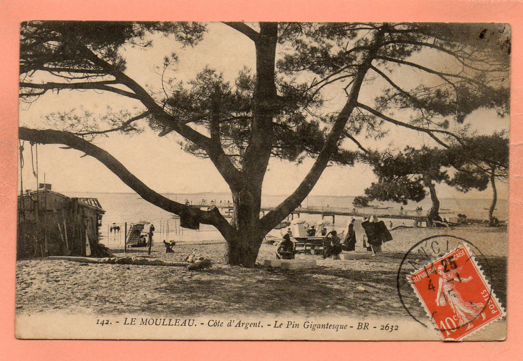 dept 33 - 142 - LE MOULLEAU - Côte d'Argent - Le Pin Gigantesque