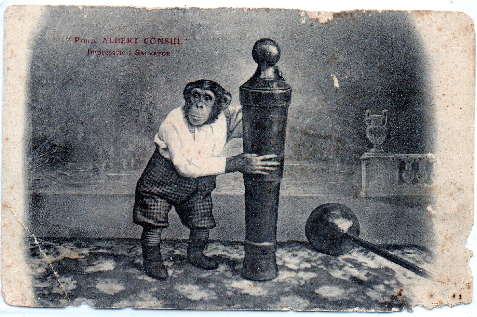 (1) - ''Prince ALBERT CONSUL'' - ''Haltérophile'' -  Impresario ; SALVATOR