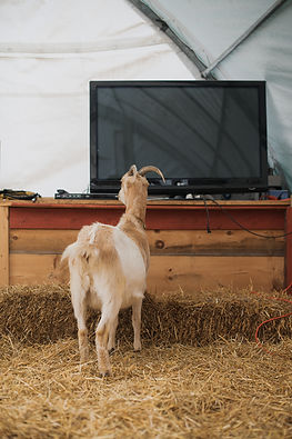 Movies with the goats