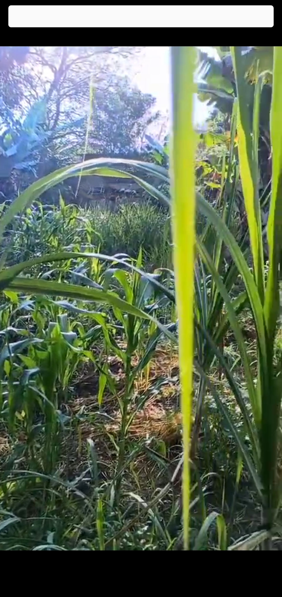 Miniatura: TERRENO NO JD RANCHO ALEGRE