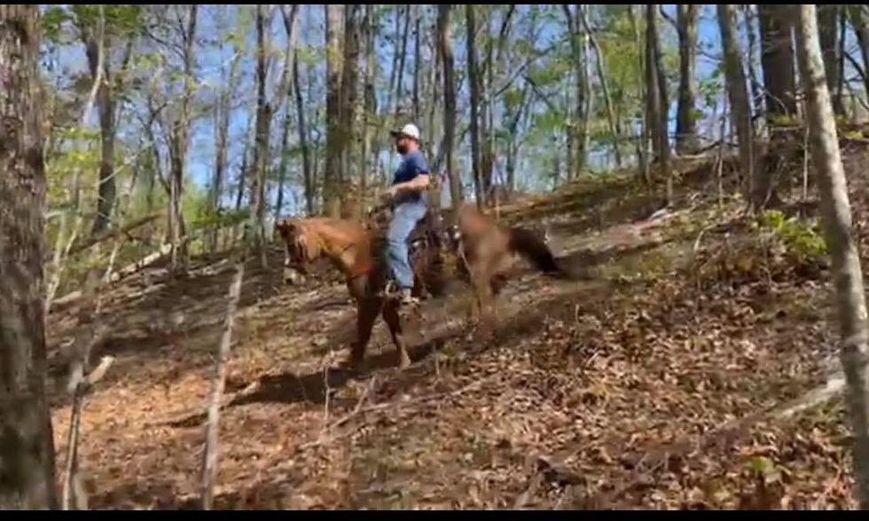 Thumbnail: Reba- SOLD