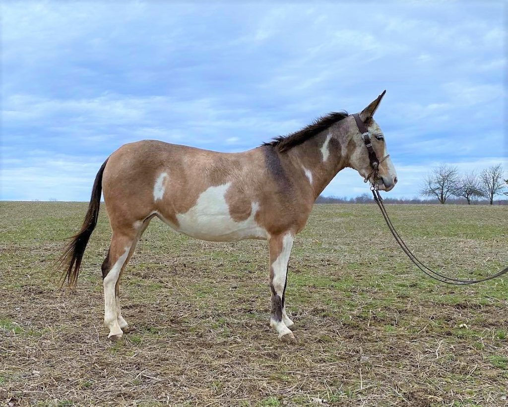 The Kentucky Queen- SOLD