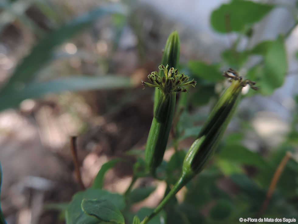 Família Asteraceae