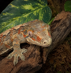 Gargoyle Gecko Care Sheet