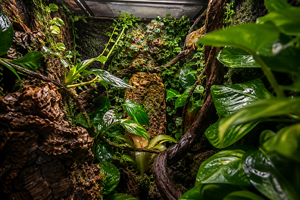 Photo bas de page, terrarium.png