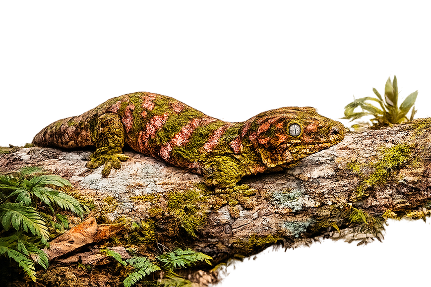 Gecko géant de Nouvelle-Calédonie, Rhacodactylus Leachianus