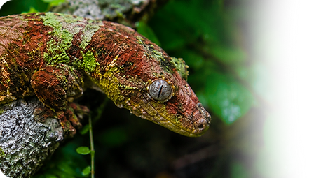 Picture Chahoua gecko