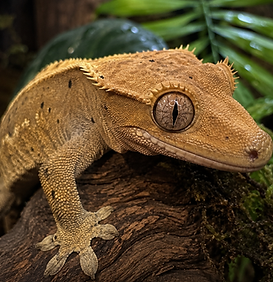 Crested Gecko Care Sheet