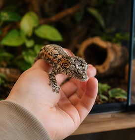 Information Sheet: Taming Your Gargoyle Gecko