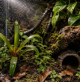 Information Sheet : Geckos and water