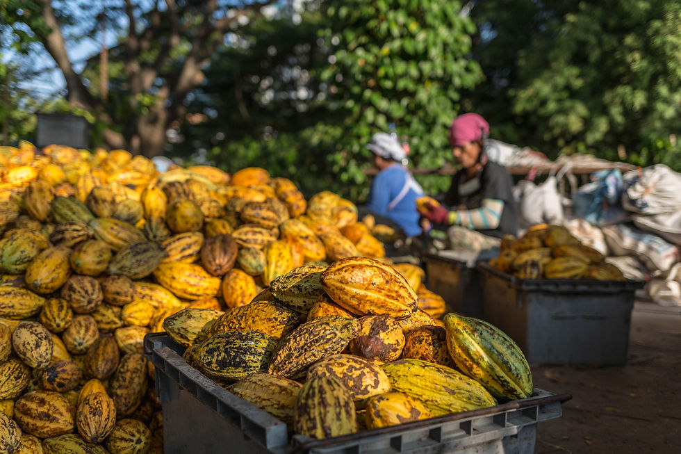 Cabosse de cacao République dominicaine