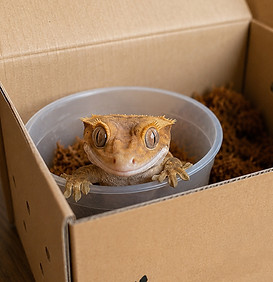 Information Sheet : Bringing Your Gecko Home