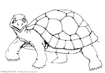 Elderling the Turtle.png
