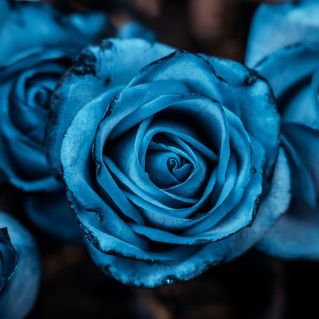 Why The Blue Rose?