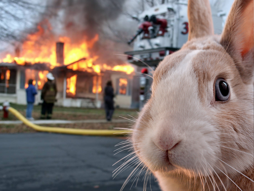 How Do Rabbits Choose Who They Kill?