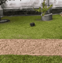 a bunny doing a binky