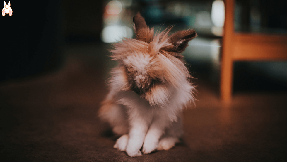 lionhead bunny