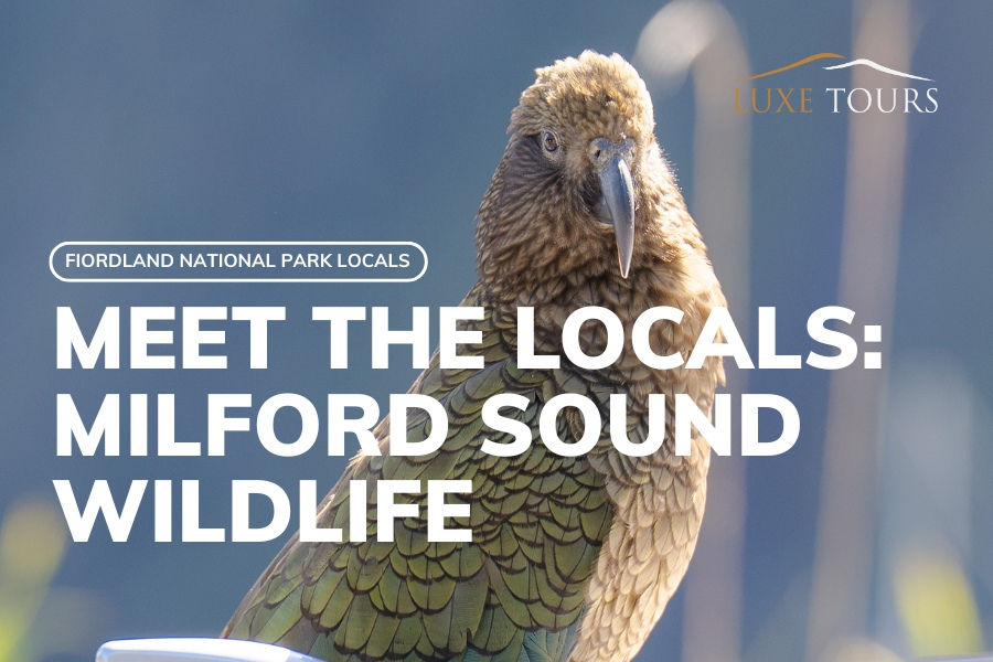 Milford Sound Wildlife