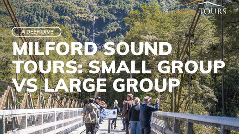 Milford Sound small group tours vs large group tours