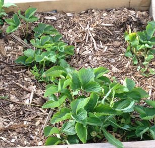 STRATEGIES FOR GROWTH