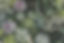 Succulents_edited.jpg