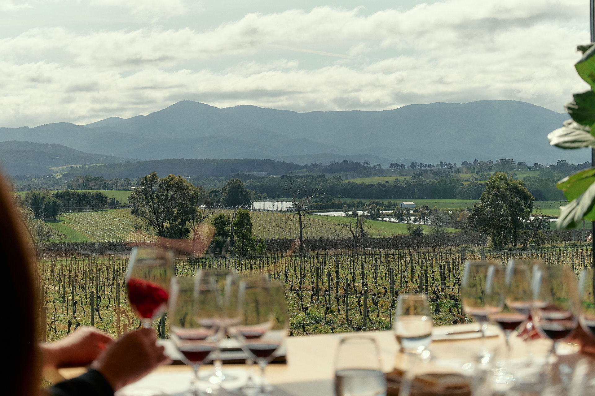 wine glasses in front of vineyard
